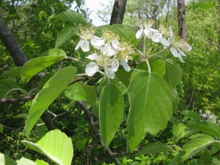Malus tschonoskii (Chonosuki Crabapple) branch with clusters of white blossoms and yellow stamens among broad green leaves, set in woodland.