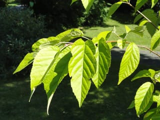 Malus tschonoskii (Chonosuki Crabapple) branch with bright green, pointed, finely toothed leaves with prominent veins, lit by sun against a lawn.