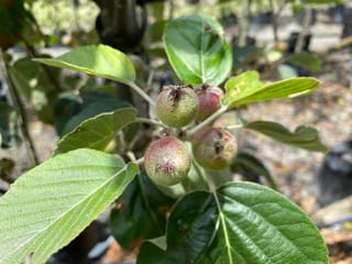 Malus tschonoskii (Chonosuki Crabapple) with small green fruit flushed pink-red, dried calyx tips and broad green leaves, photographed in a nursery.