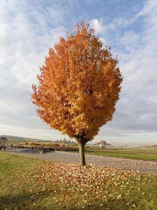 Malus tschonoskii (Chonosuki Crabapple), a single-trunked tree with dense orange autumn foliage, standing on a lawn with fallen leaves beneath.