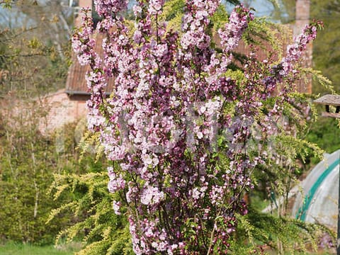 Malus 'Van Eseltine'