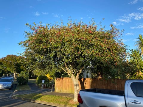 Malus 'Wright's Scarlet'