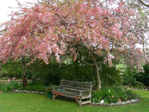 Malus x floribunda