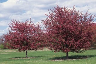Two Malus x moerlandsii 'Profusion' crabapple trees in full spring bloom, with rounded crowns of wine-red flowers on grass under a cloudy sky.