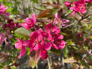 Malus x moerlandsii 'Profusion' crabapple branch with clusters of deep pink-red blossoms, yellow stamens and bronze-green leaves in sunlight.