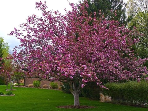 Malus x moerlandsii 'Profusion'