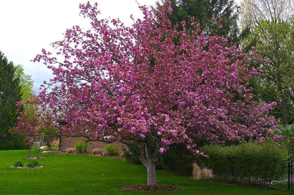 Malus x moerlandsii 'Profusion' crabapple in full spring bloom, a spreading tree covered in pink-magenta blossom on a lawn beside a brick building.