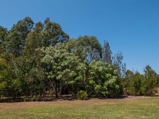 Melia azedarach (Persian Lilac) in flower, with pale lilac blossom covering its leafy crown beside taller eucalypts and casuarinas on a grassy clearing.