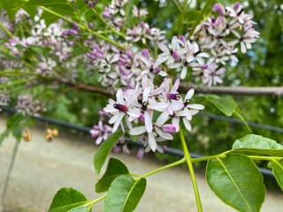 Melia azedarach (Persian Lilac) flower clusters with pale lilac petals and dark purple stamen tubes, beside glossy green compound leaves and bare stems.