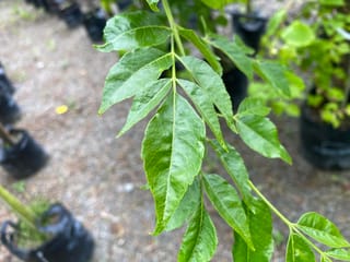 Melia azedarach (Persian Lilac) compound leaf with glossy green, serrated leaflets on a slender stem, with nursery bags blurred behind.