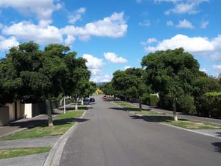 Melia azedarach (Persian Lilac) trees with full green canopies lining both sides of a quiet suburban street under a blue sky.