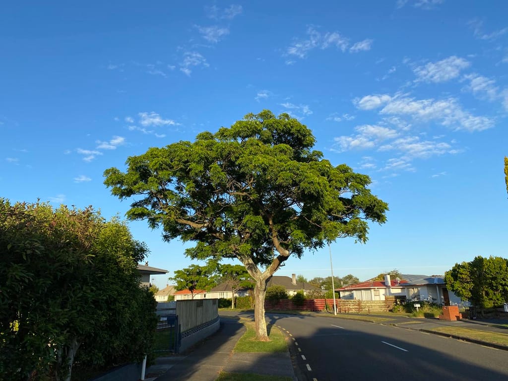 Melia azedarach (Persian Lilac), a mature deciduous tree with a spreading green canopy on a suburban grass verge beside a road, under blue sky.