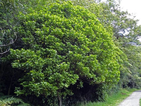 Melicope ternata