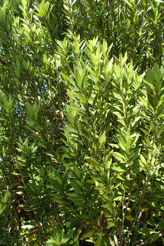Melicytus chathamicus (māhoe) foliage in sunlight, with dense upright stems carrying narrow, pointed green leaves arranged alternately along each branch.