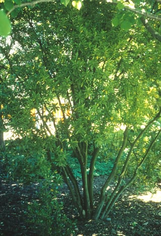 Melicytus chathamicus (Māhoe) as a multi-stemmed small tree, with several slender green trunks rising from bare ground into a dense canopy of narrow, toothed leaves.