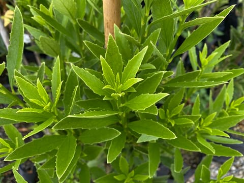 Melicytus chathamicus