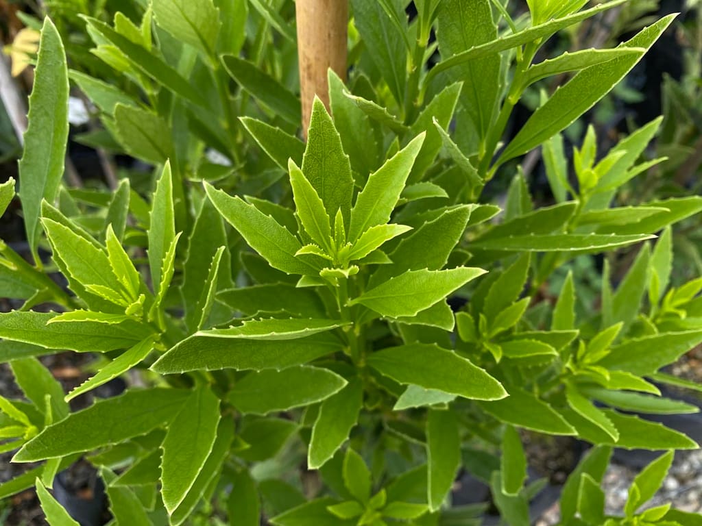 Melicytus chathamicus (Māhoe) foliage, showing fresh green, narrow, toothed leaves on upright stems, with a bamboo stake behind in a nursery pot.