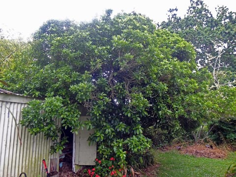 Melicytus ramiflorus