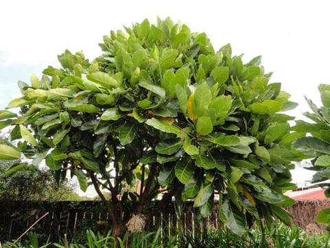 Meryta sinclairii