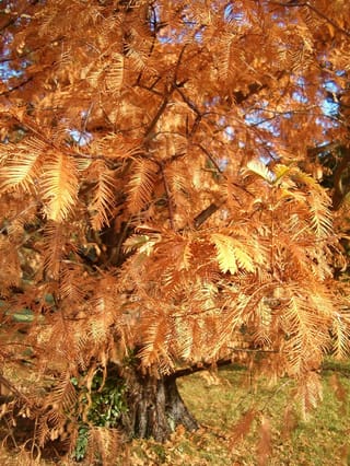 Metasequoia glyptostroboides (Dawn Redwood) in autumn, with feathery orange-brown foliage on spreading branches and a buttressed, fibrous trunk above grass.