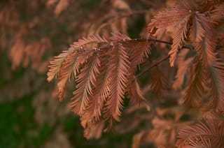 Metasequoia glyptostroboides (Dawn Redwood) branch with feathery foliage turned rusty orange-brown in autumn, against a softly blurred background.