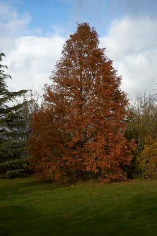 Metasequoia glyptostroboides (Dawn Redwood), a tall conical deciduous conifer in rusty orange-brown autumn foliage, standing on a lawn beneath a cloudy blue sky.