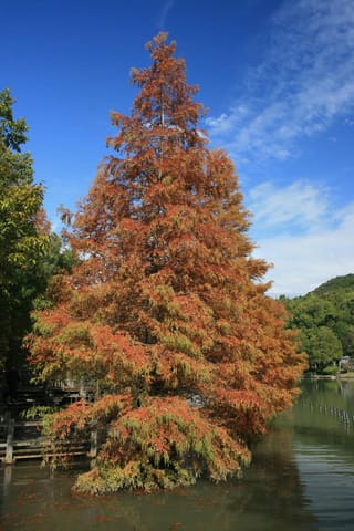 Metasequoia glyptostroboides (Dawn Redwood) in autumn, a conical deciduous conifer with orange-red foliage, growing at the edge of a pond under blue sky.