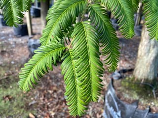 Metasequoia glyptostroboides (Dawn Redwood) foliage, showing feathery green leaflets arranged in flat rows along slender stems, with planter bags and a trunk blurred behind.