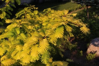 Metasequoia glyptostroboides 'Gold Rush' (Dawn Redwood) with feathery golden-yellow foliage in low sunlight, growing in a garden beside a rock.