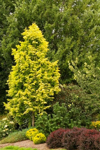 Metasequoia glyptostroboides 'Gold Rush' (Dawn Redwood), a conical tree with bright golden-yellow foliage, growing in a garden bed beside pine and purple barberry.