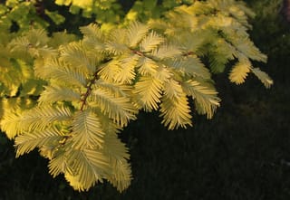 Metasequoia glyptostroboides 'Gold Rush' (Dawn Redwood) branch with feathery golden-yellow foliage on slender reddish-brown stems, lit by low sunlight against dark grass.