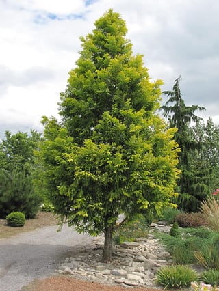 Metasequoia glyptostroboides 'Gold Rush' (Dawn Redwood), a conical tree with bright yellow-green foliage, growing in a garden bed with a stone mulch beside a gravel path.