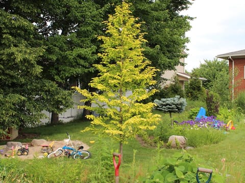 Metasequoia glyptostroboides 'Gold Rush'