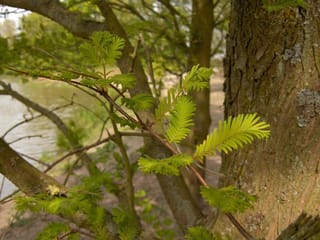 Metasequoia glyptostroboides 'Sheridan Spire' (Dawn Redwood), showing fresh lime-green feathery spring foliage on a reddish twig beside a rough, lichen-marked trunk.