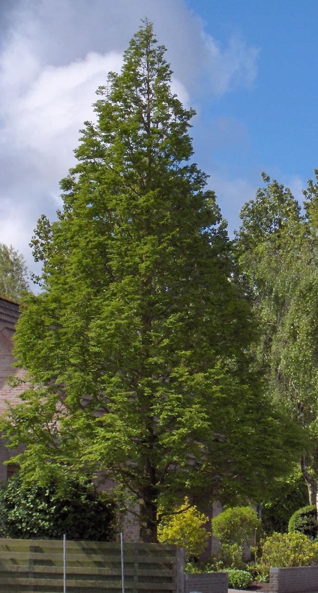 Metasequoia glyptostroboides 'Sheridan Spire' (Dawn Redwood), a tall conical tree with fresh green feathery foliage, growing beside a brick building and garden shrubs.