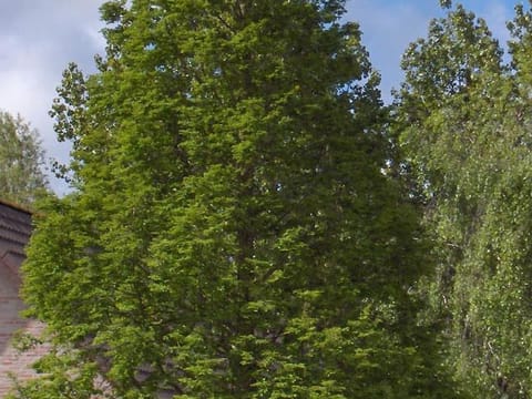 Metasequoia glyptostroboides 'Sheridan Spire'