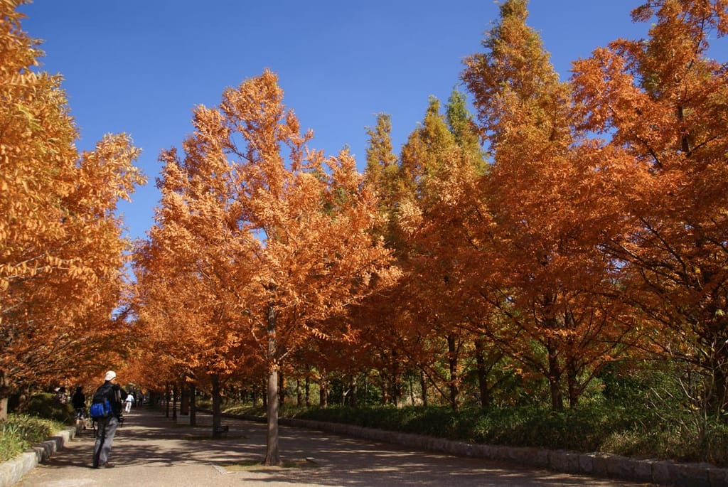 Metasequoia glyptostroboides (Dawn Redwood) trees lining a path, with conical crowns of orange-brown autumn foliage under a clear blue sky.