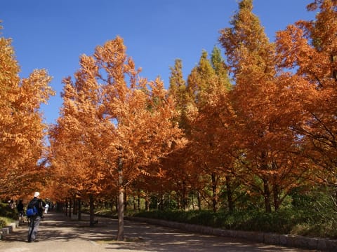 Metasequoia glyptostroboides
