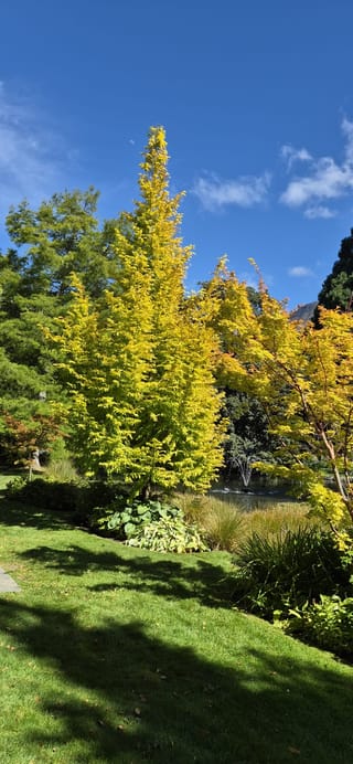 Metasequoia glyptostroboides 'Gold Rush' (Dawn Redwood), a narrow conical tree with bright golden-yellow foliage, growing beside a garden pond under blue sky.