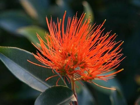 Metrosideros collina 'Fiji Fire'