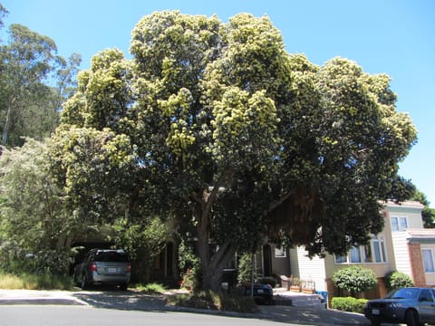 Metrosideros excelsa 'Aurea'