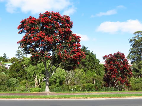 Metrosideros excelsa 'Lighthouse'