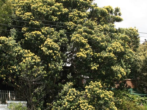 Metrosideros excelsa 'Moon Maiden'
