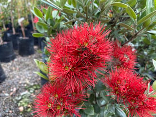 Metrosideros excelsa 'Scarlet Pimpernel' (pōhutukawa) with clusters of bright red, fluffy flowers among green leaves, with potted nursery plants on gravel behind.