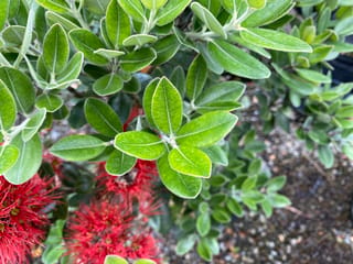 Metrosideros excelsa 'Scarlet Pimpernel' (pōhutukawa), with oval green leaves in the foreground and bright red fluffy flowers below, growing above gravel.