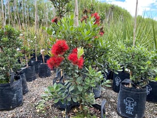 Metrosideros excelsa 'Scarlet Pimpernel' (pōhutukawa) in a black planter bag, with red bottlebrush flowers and green leaves, among rows of potted plants.