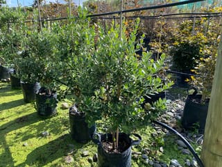 Metrosideros excelsa 'Scarlet Pimpernel' (pōhutukawa) young trees in black planter bags, staked, with dense green oval leaves, growing in rows at a nursery.