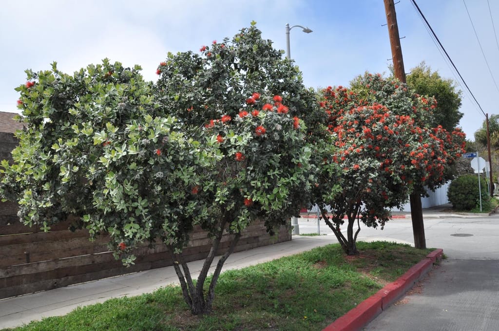 Metrosideros excelsa 'Scarlet Pimpernel' (pōhutukawa), two multi-stemmed trees with red flower clusters and grey-green foliage on a grass verge beside a street.