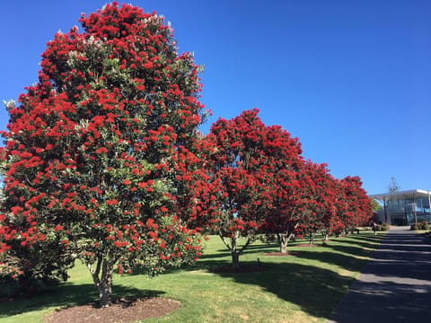 Metrosideros excelsa 'Vibrance'