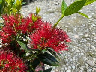 Metrosideros excelsa x umbellata 'Maungapiko' (pōhutukawa and southern rātā hybrid) with bright scarlet flower clusters and glossy green leaves beaded with water, above gravel.